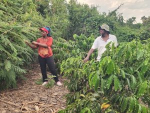  Using Agroecology to Build Drought Resilience Among Kyankwanzi’s Smallholder Coffee Farmers